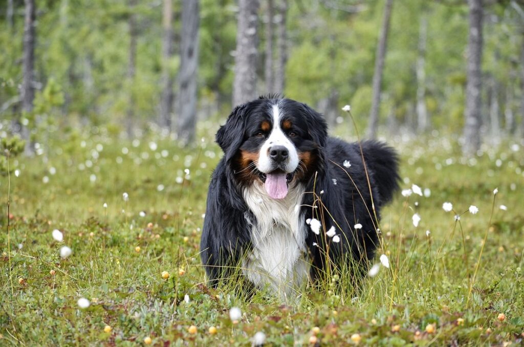 brown black white dog breed
