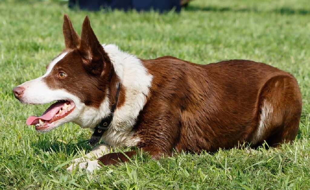 brown dog breeds