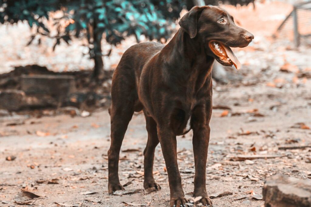 brown dogs
