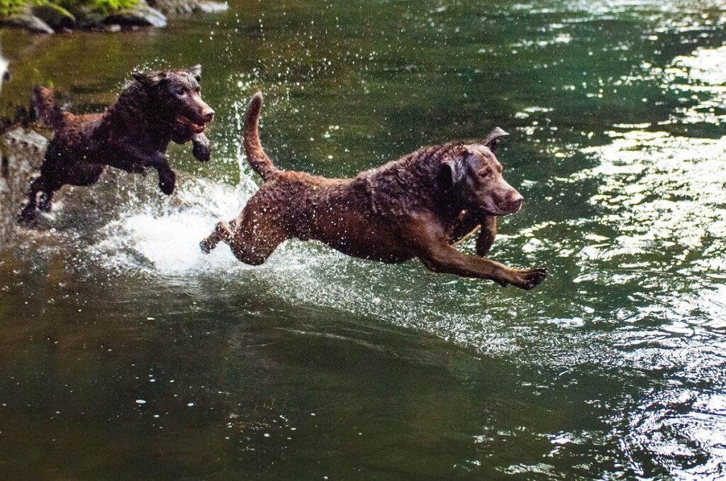 cute brown dogs

