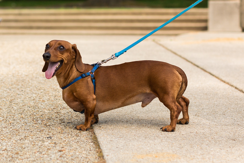 brown dogs breeds
