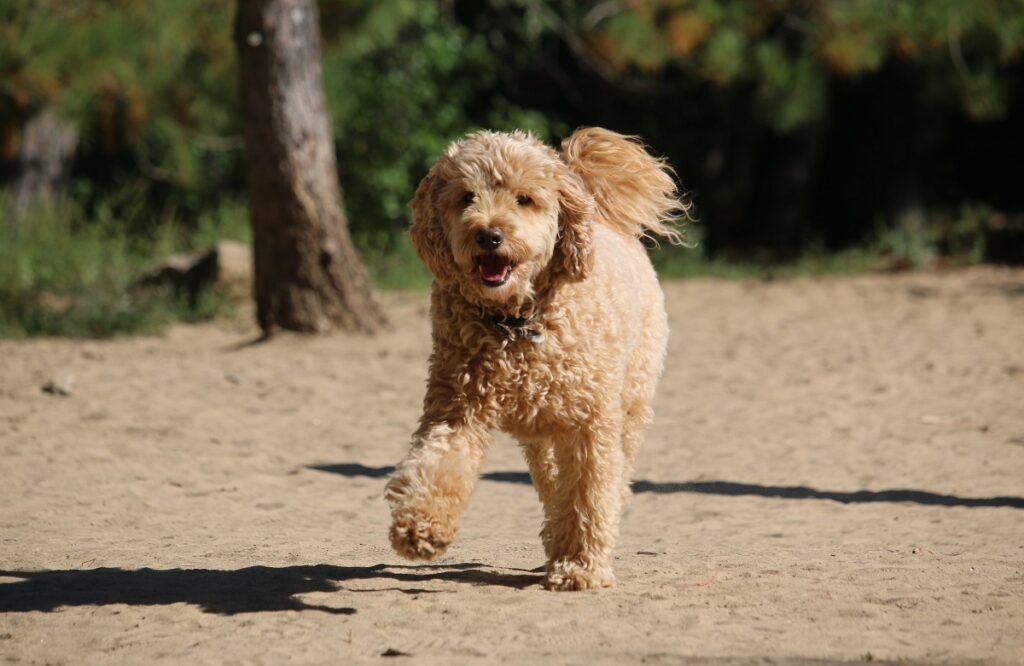 brown teddy bear dog
