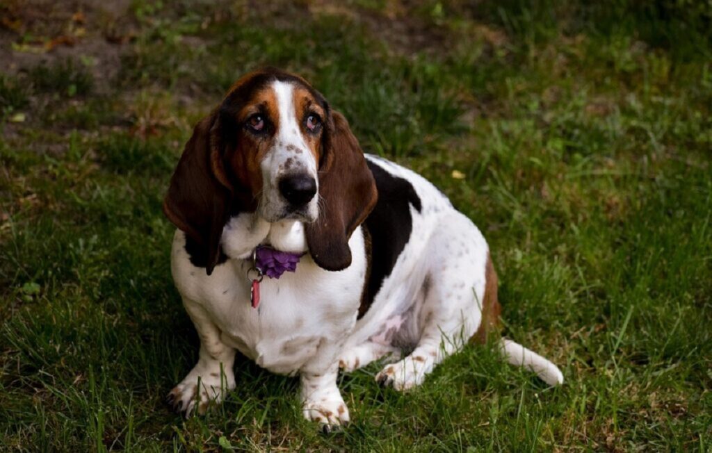 black brown and white dog
