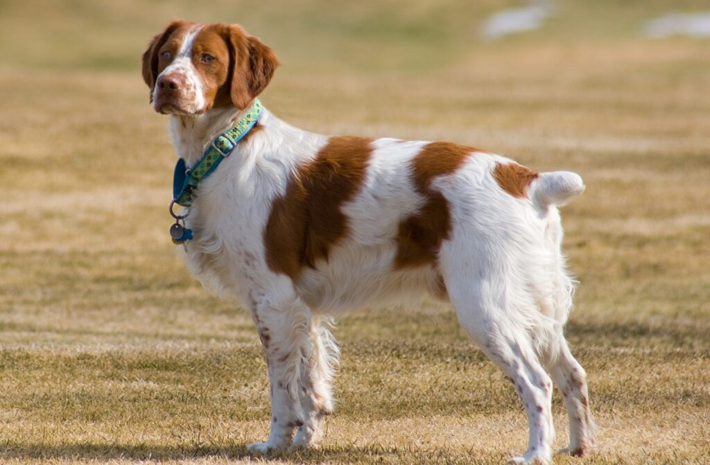 types of pointer dog