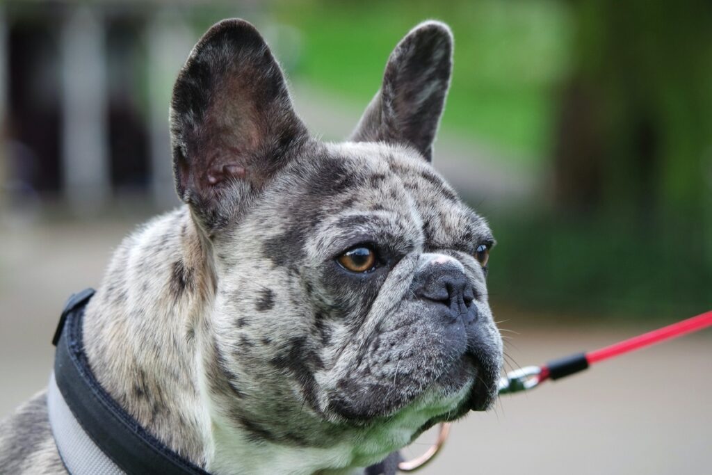 bulldog with spots