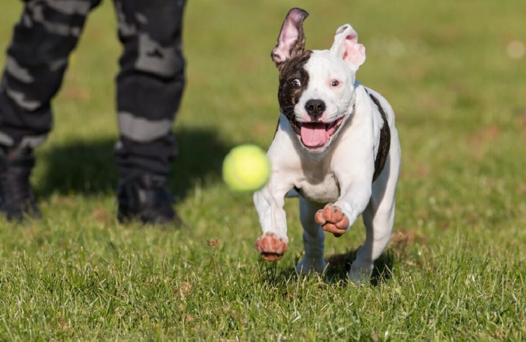 bully breeds
