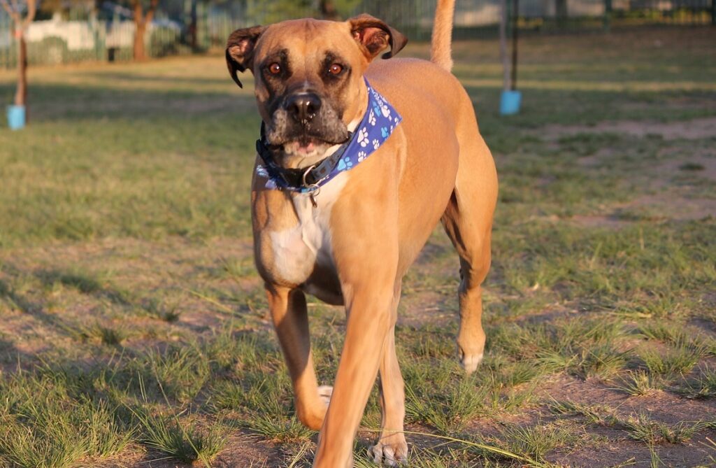 bully breeds list
