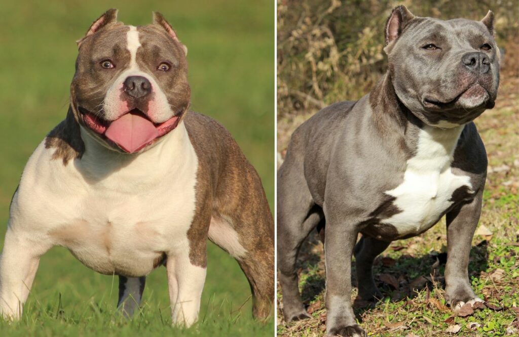 bully pit
