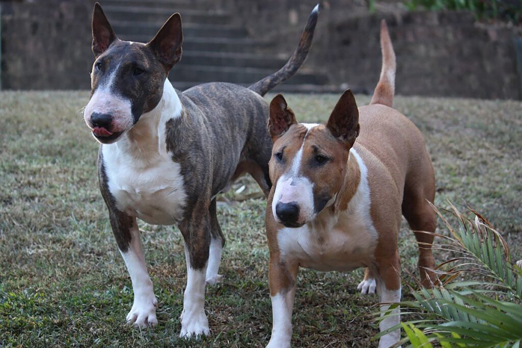 bully type breeds
