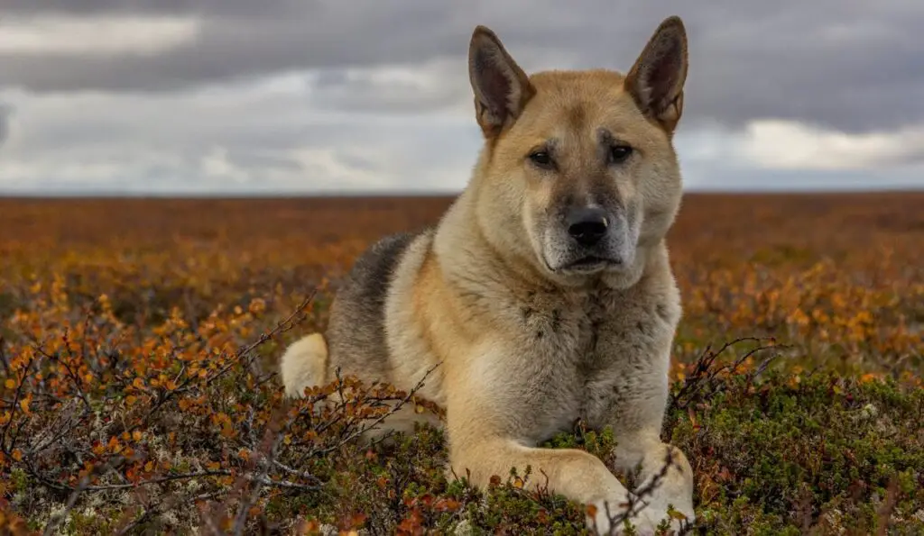 calm guard dogs
