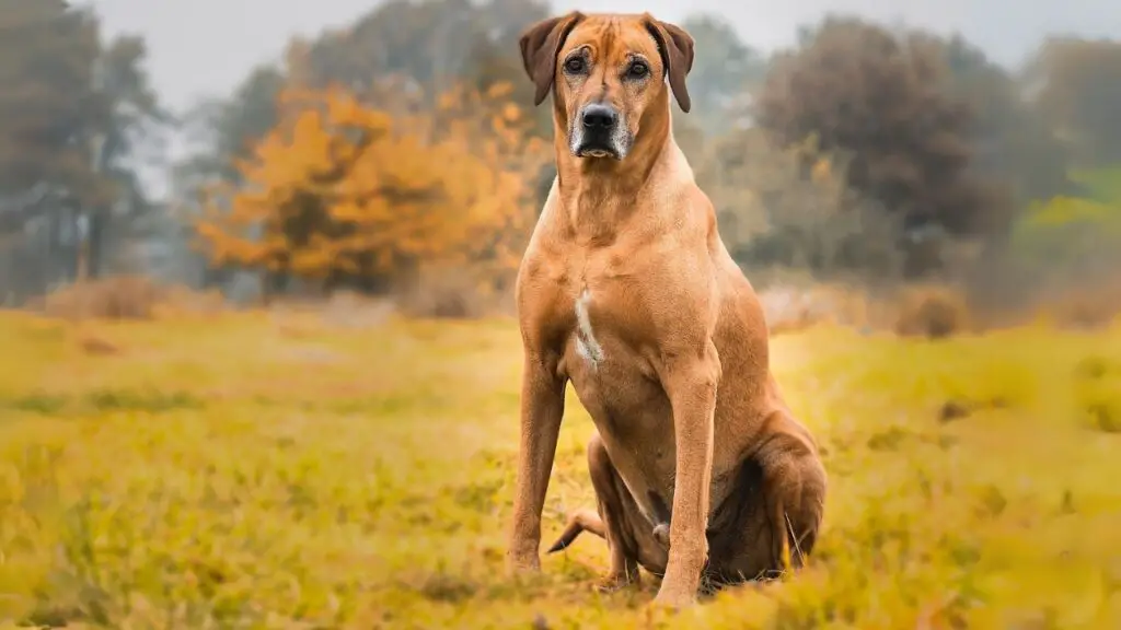 calm protective dogs
