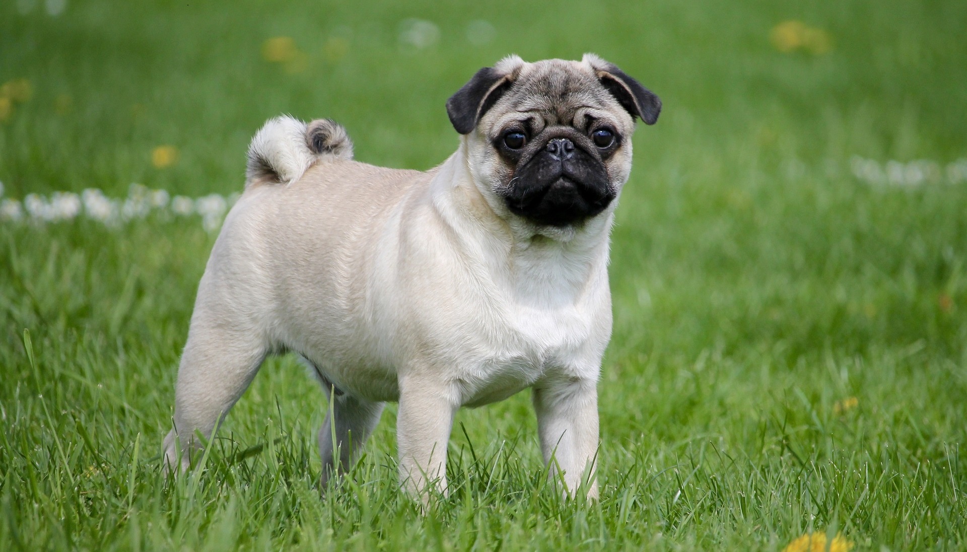 calm small dog breeds