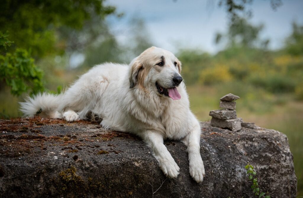 calmest dog
