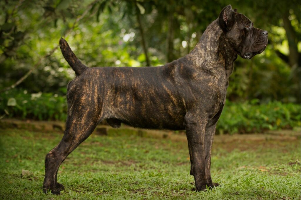 can a cane corso kill a lion