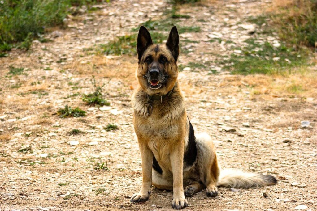 can a german shepherd kill a pitbull