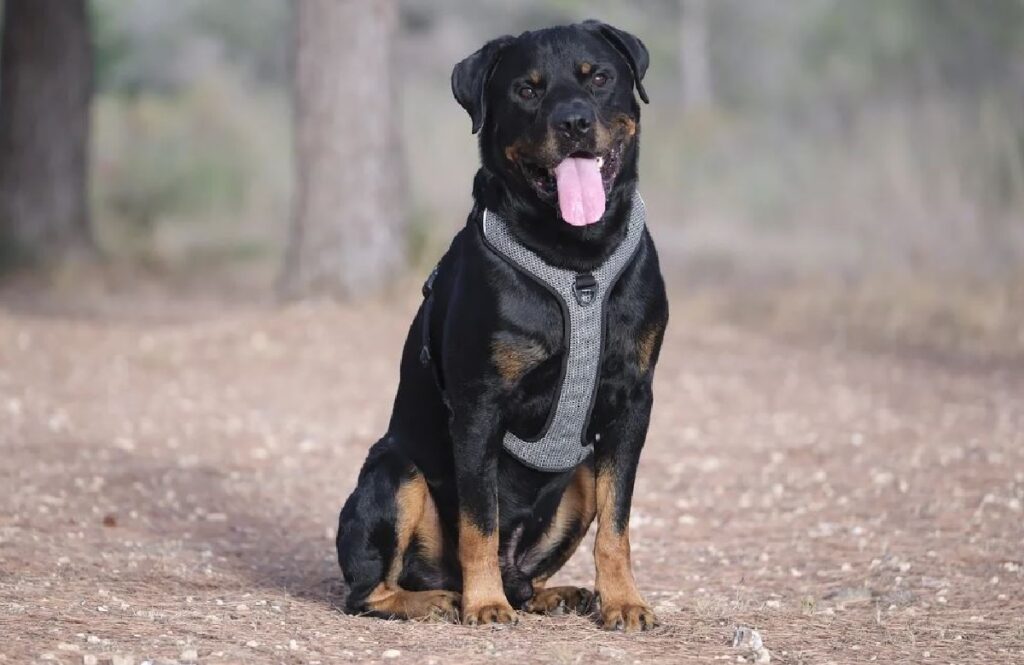 can a rottweiler beat a pitbull
