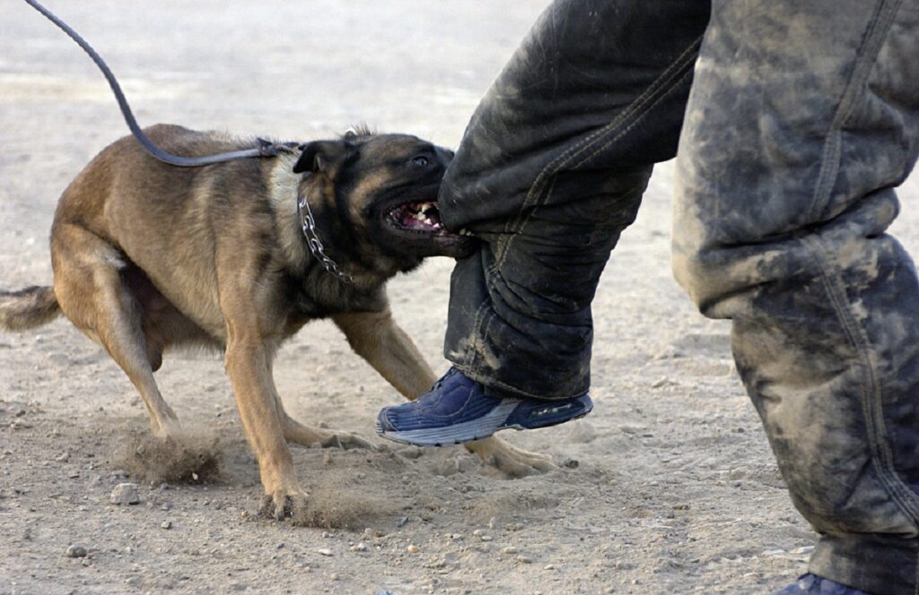 can an aggressive dog be trained
