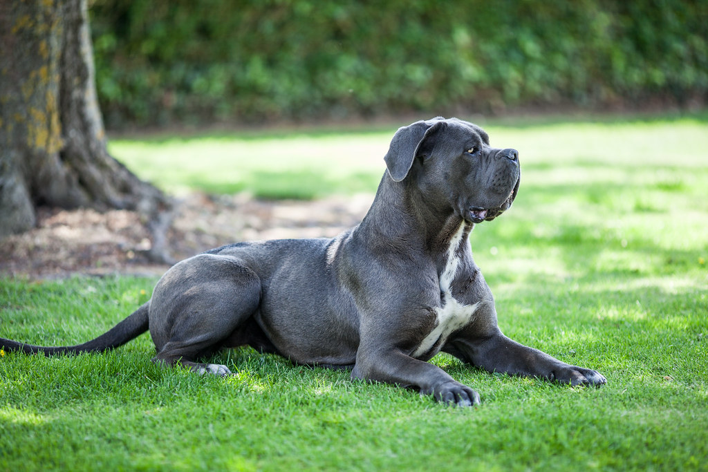 is a cane corso a mastiff