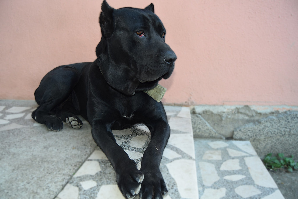 cane corso health problems