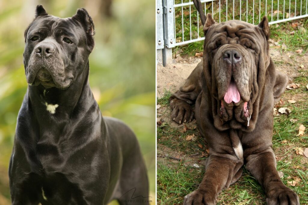 neapolitan mastiff cane corso