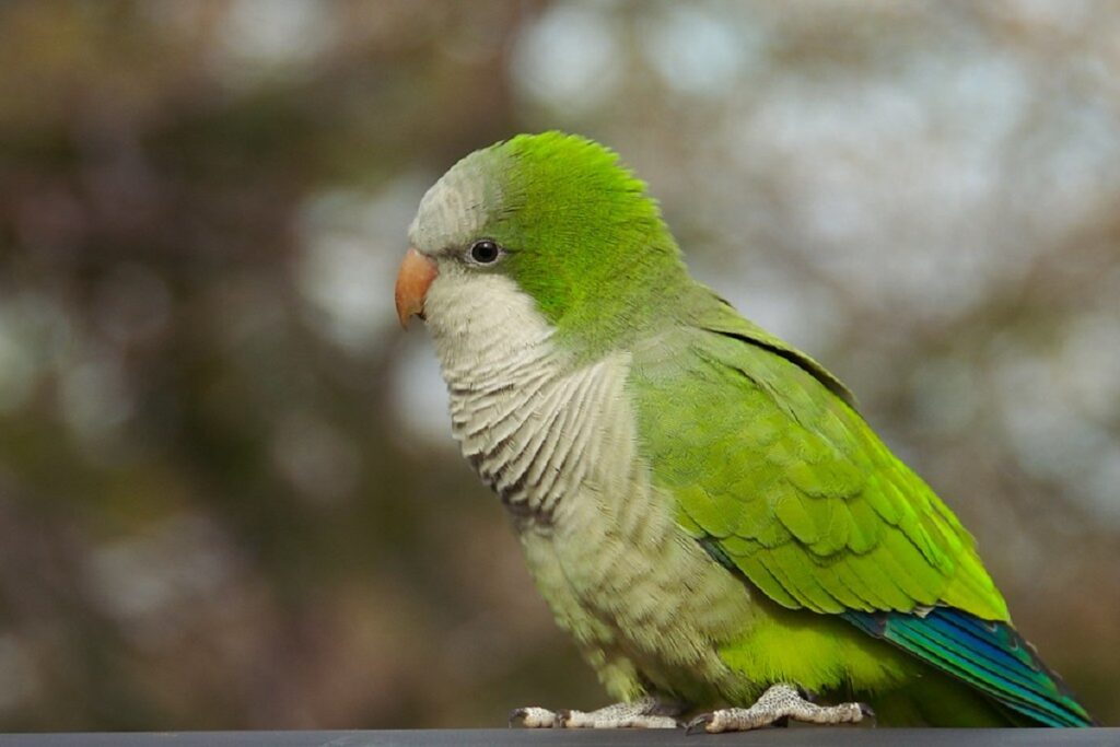 can parakeets talk