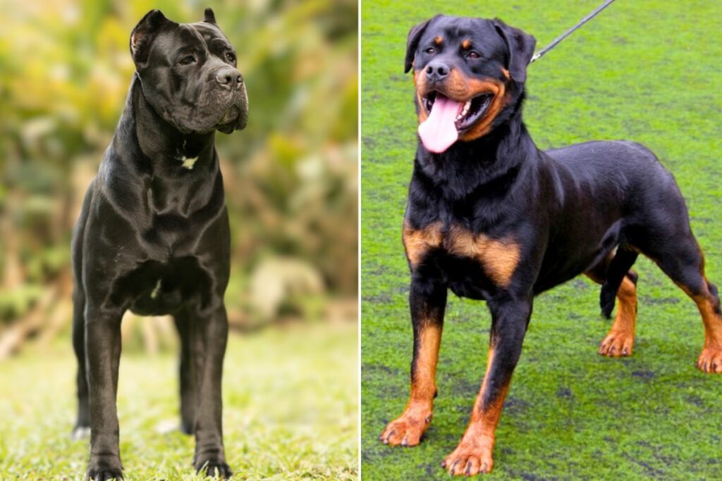 cane corso and rottweiler
