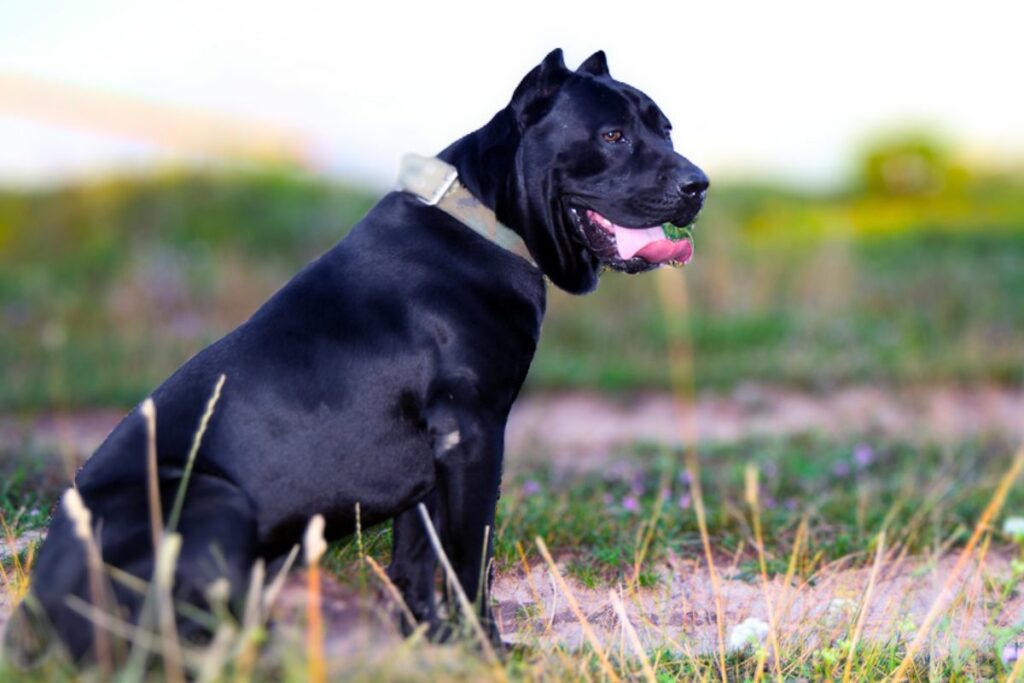 cane corso easy to train