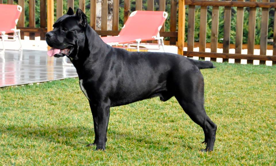 cane corso guard dog
