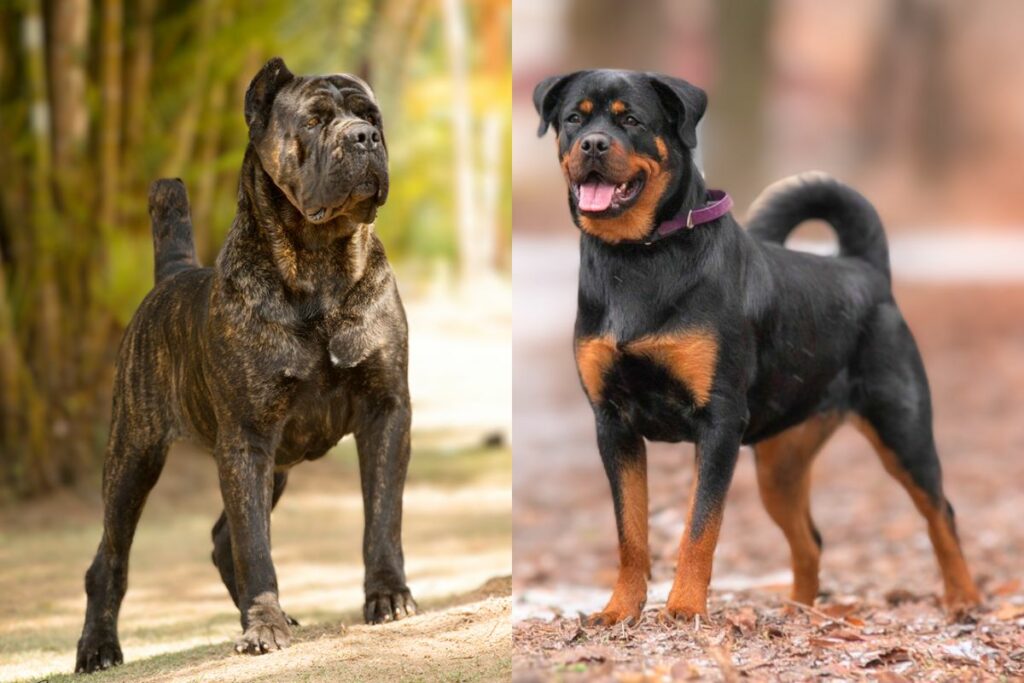 cane corso or rottweiler