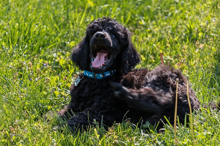 irish water spaniel hypoallergenic