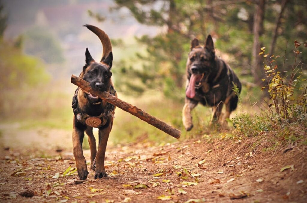 cattle herding dogs
