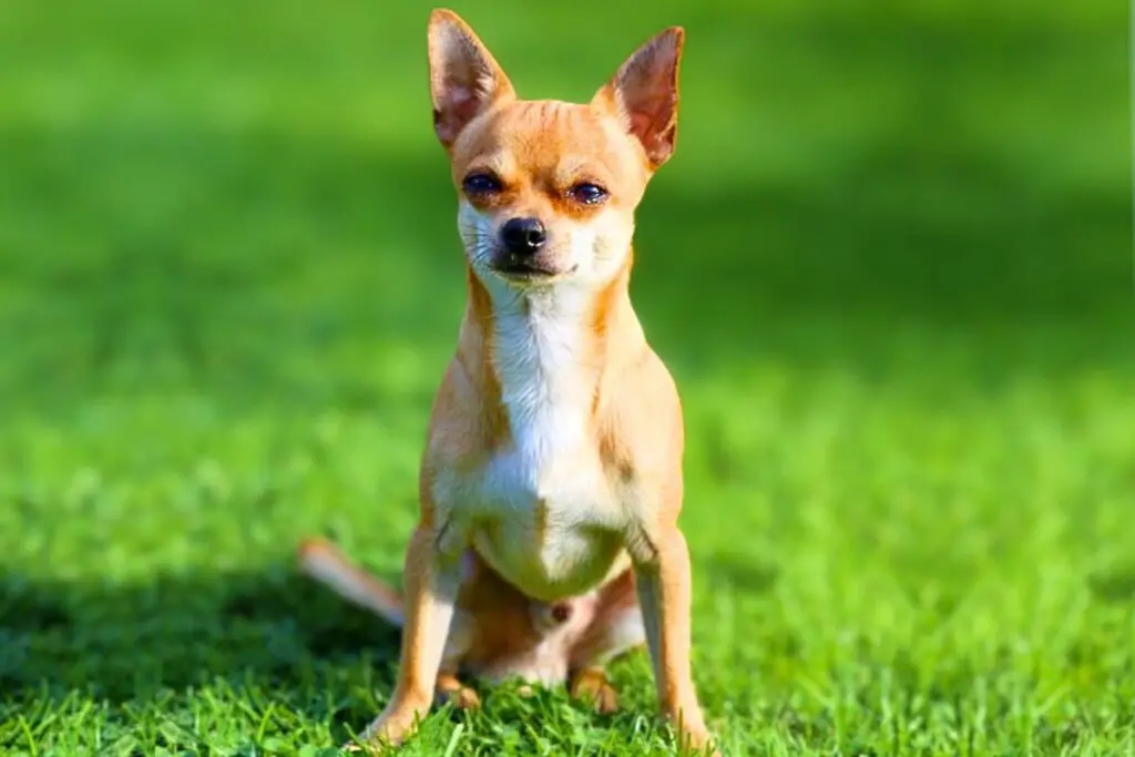 small Hyper Guard Dog Breeds