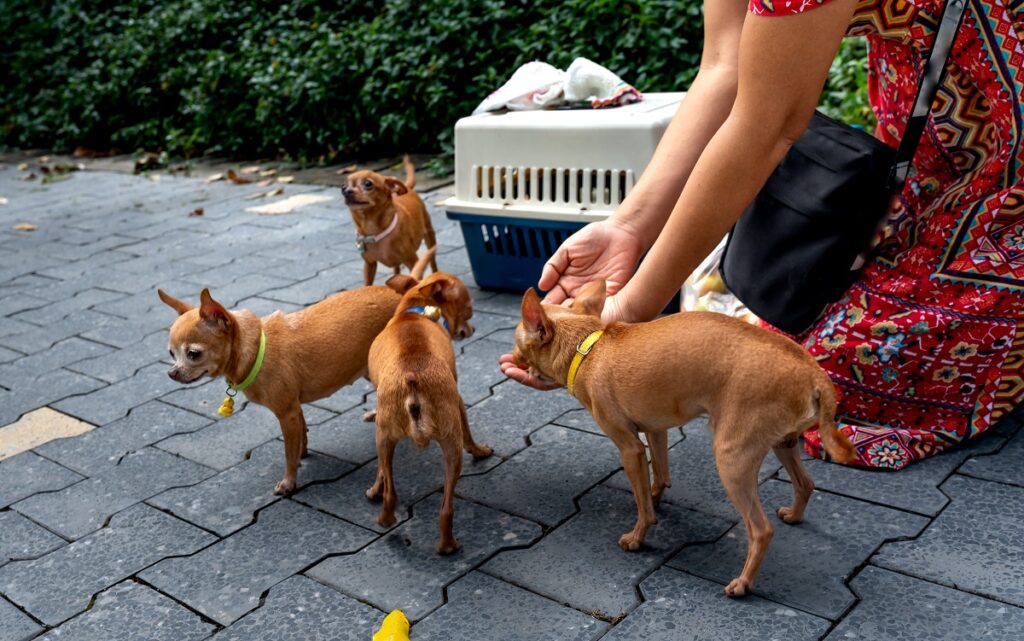 chihuahua puppy
