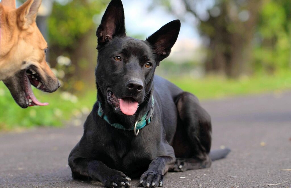 chinese black wolf dog
