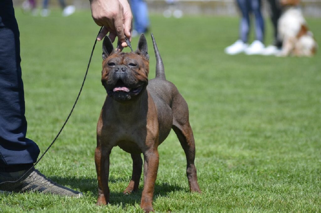 chinese breed dog
