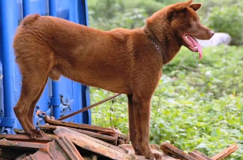 chinese guard dog breeds
