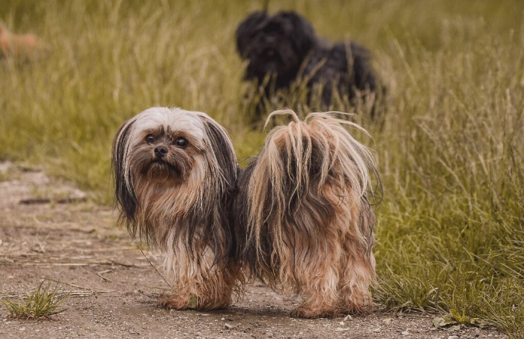 chinese puppies
