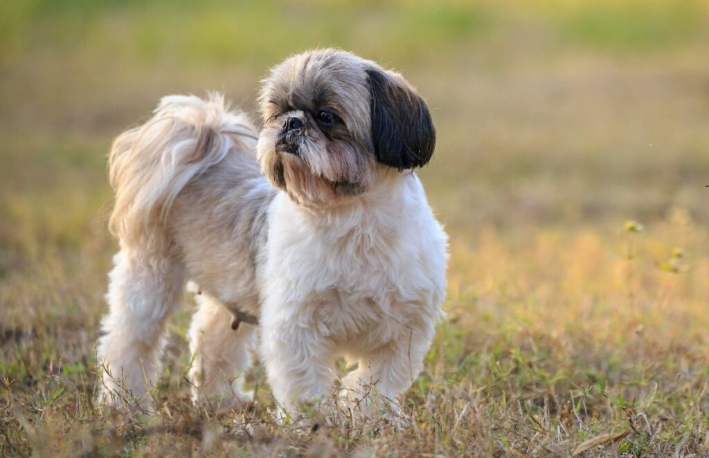 chinese small dog breeds
