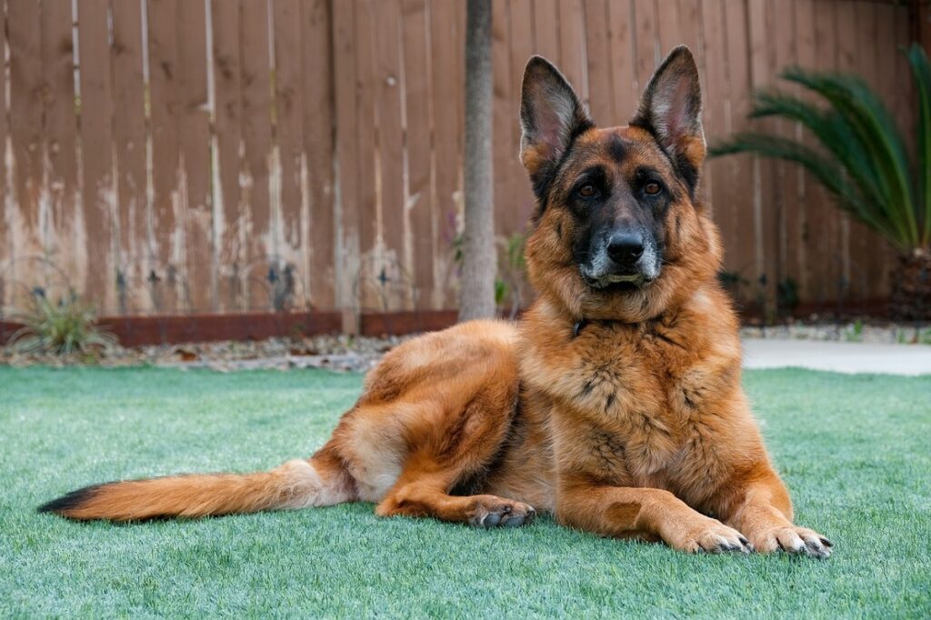 chocolate brown dog
