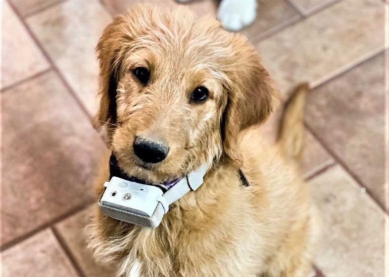 citronella bark collar