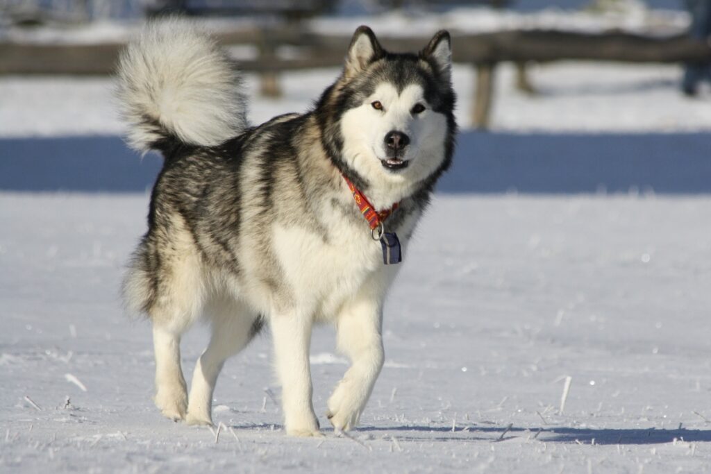 closest dog breed to a wolf
