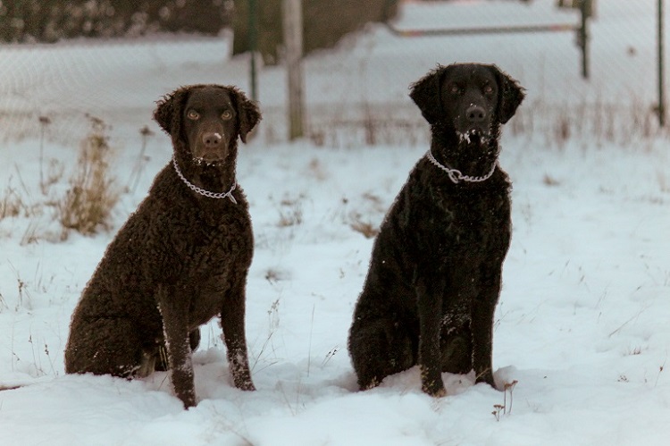 irish water spaniel breeders