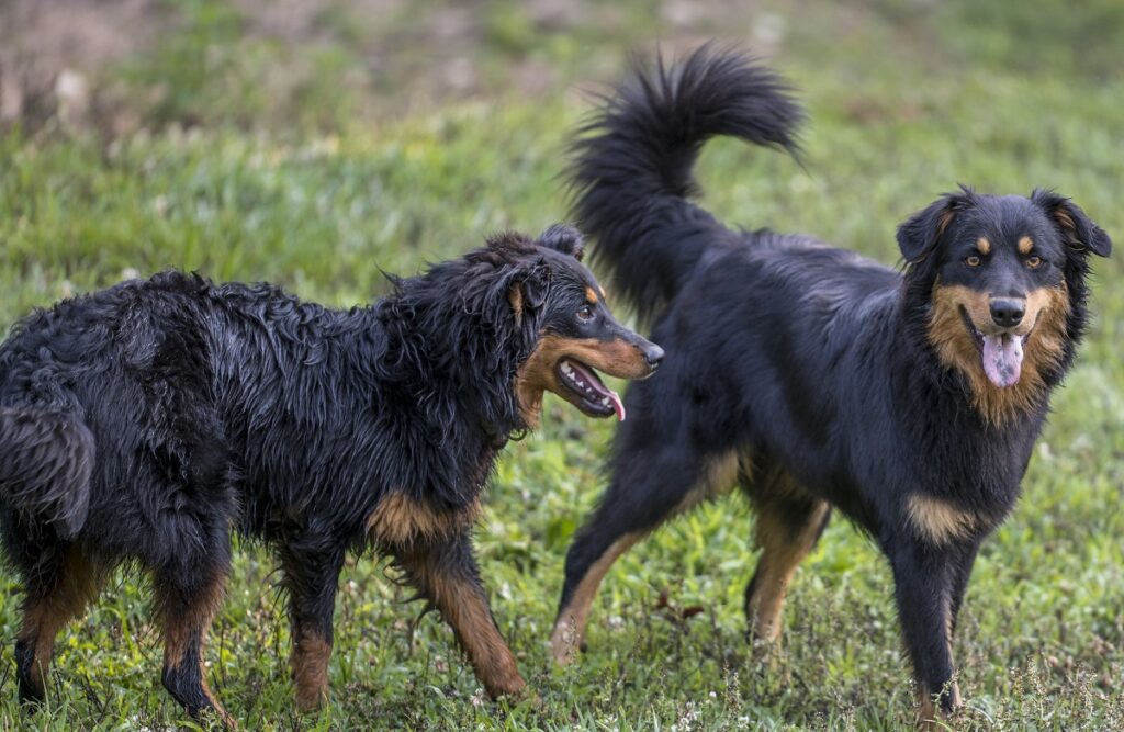 collie shepherd dog
