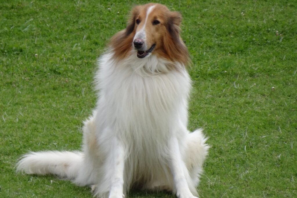 collie dog
