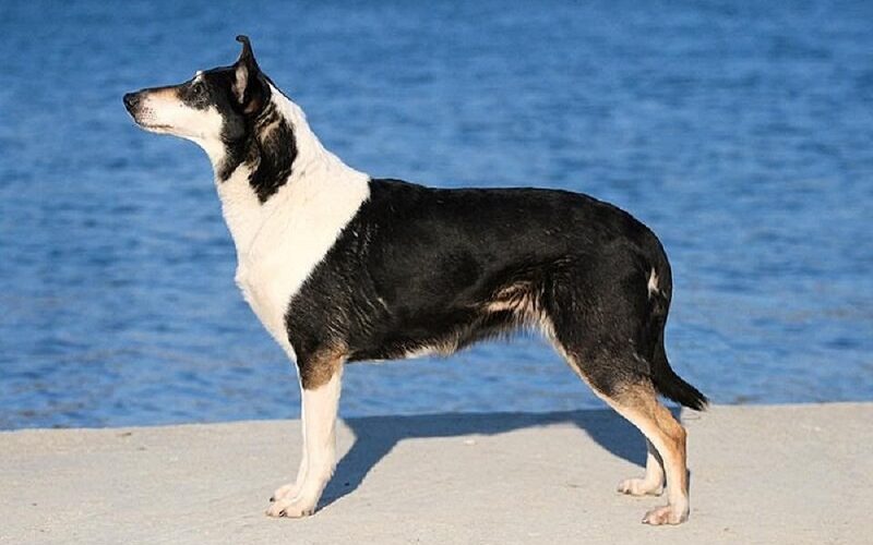 collie
