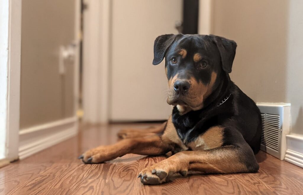 common Health Problems in rottweilers