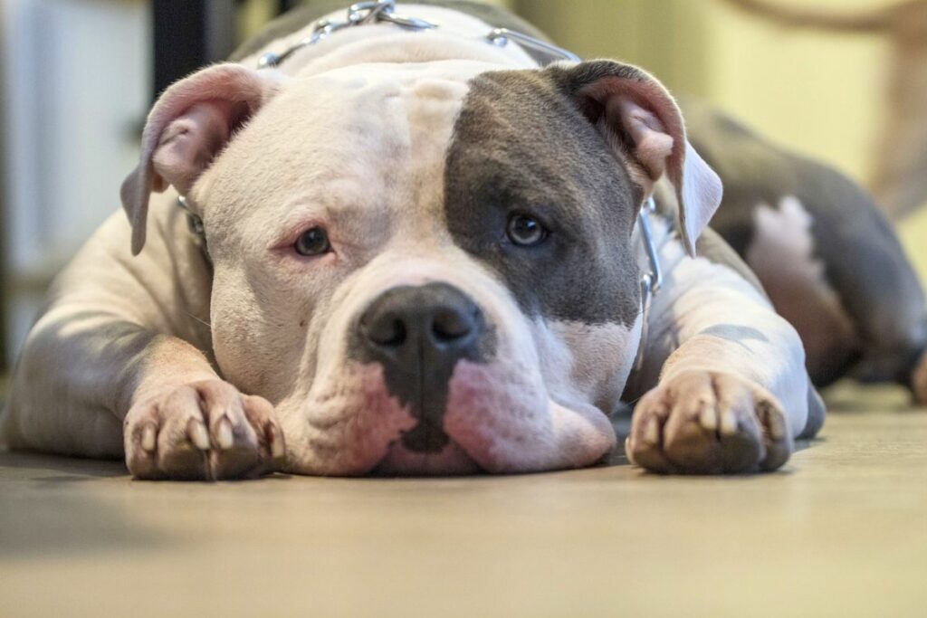 common Health Problems in Pitbulls