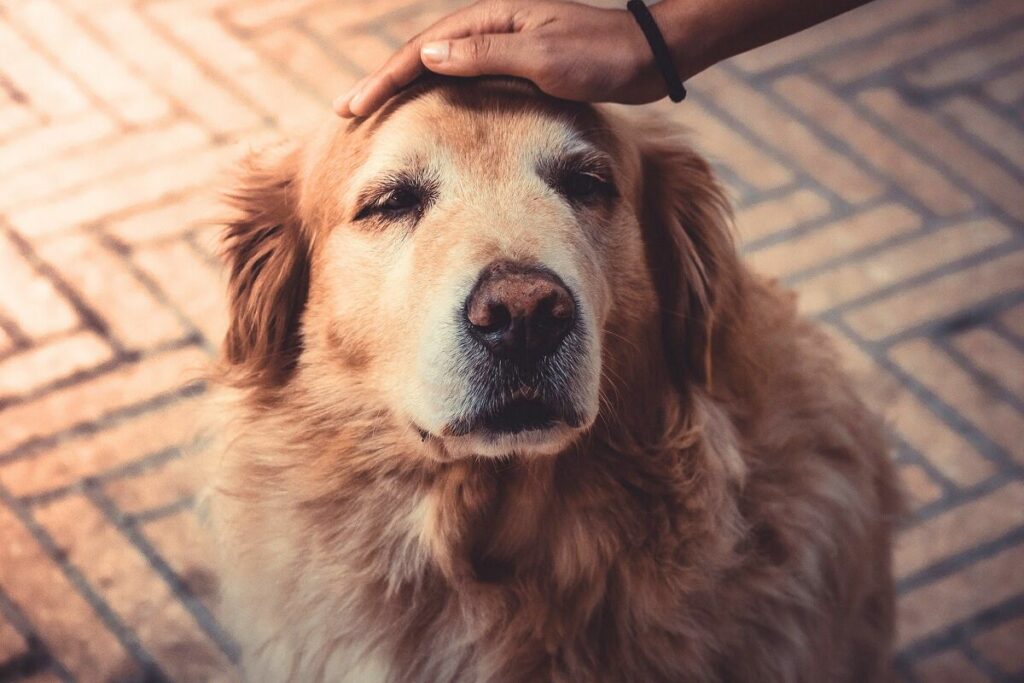 common health issue in golden Retriever