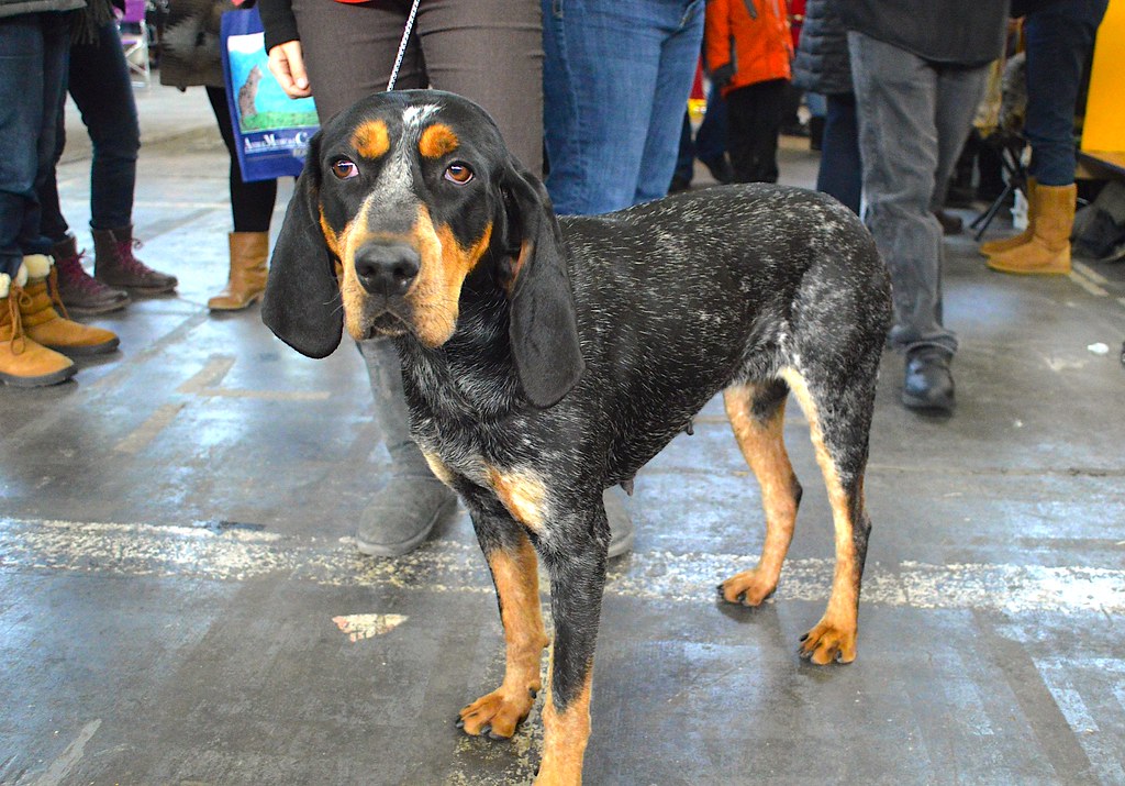 coonhound dog