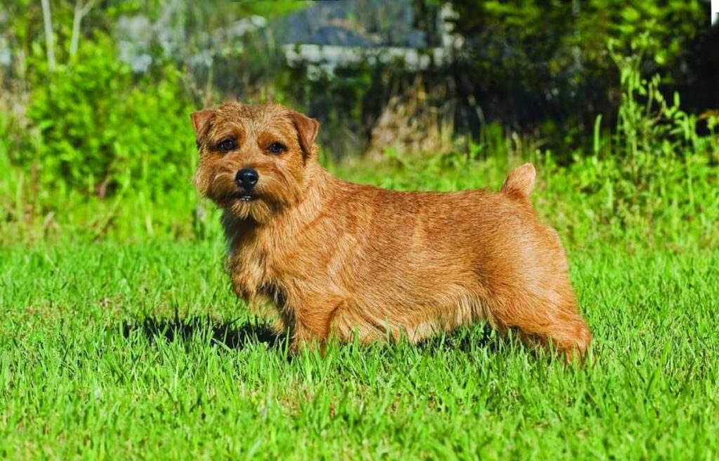 dog with red fur
